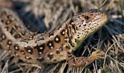 Zauneidechse Weibchen