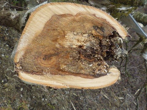 Aus Sicherheitsgründen: Acht Birken fallen in Cham