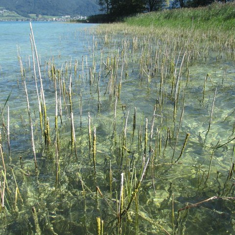4 Auswirkungen Vogelfrass