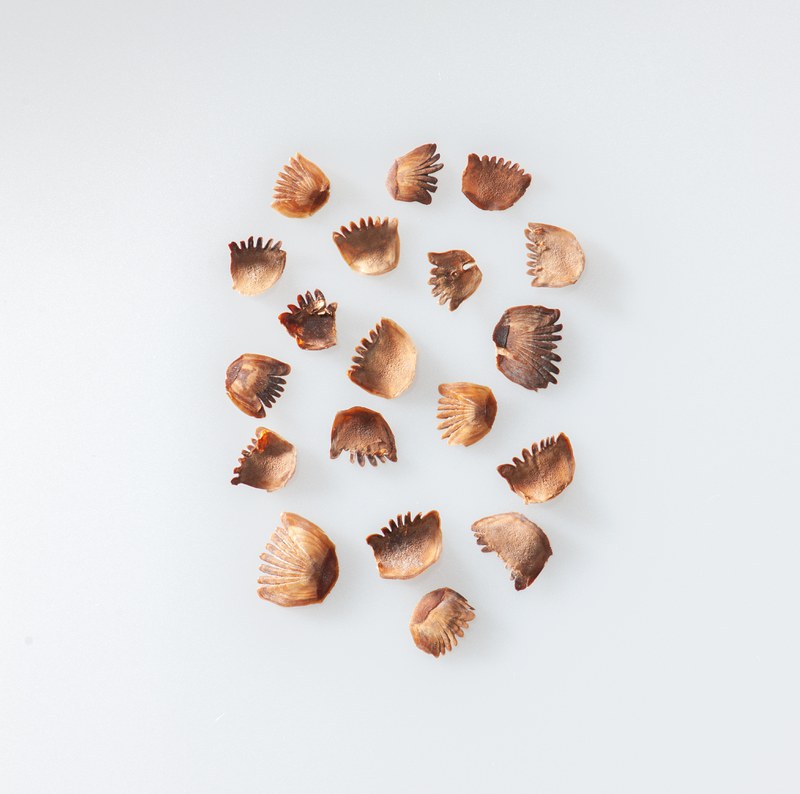 Schuppen vom Fisch angeordnet