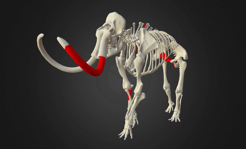 Modell des stehenden Mammuts