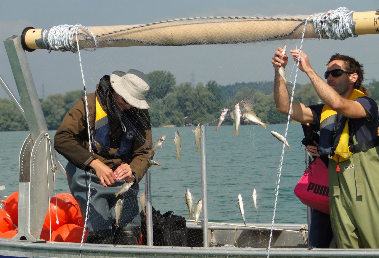 Foto 5: Tim Alexander (l.) und Thomas Poulleau lösen Egli und Kaulbarsche aus einem Vertikalnetz