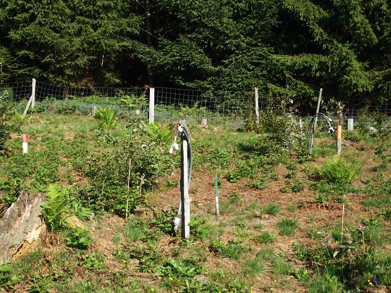 Versuchsfläche Wald Zugerberg 02