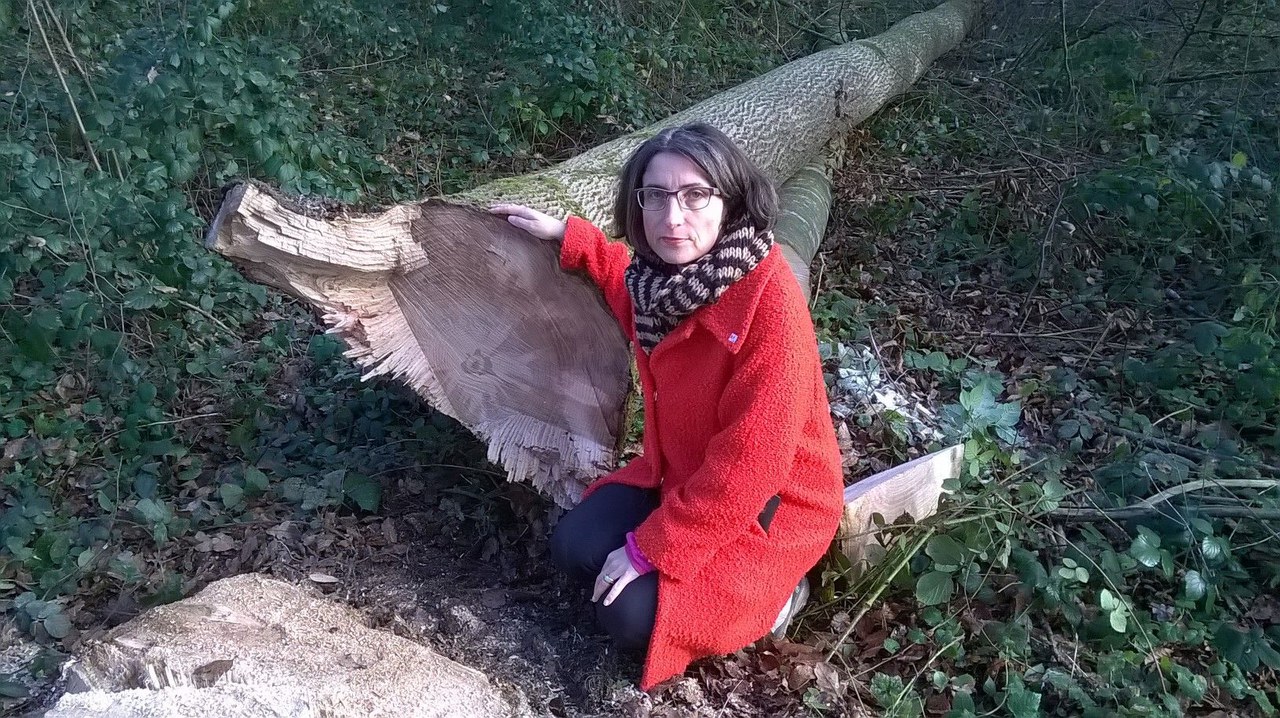 Foto befallener Baum mit RR Weichelt-Picard