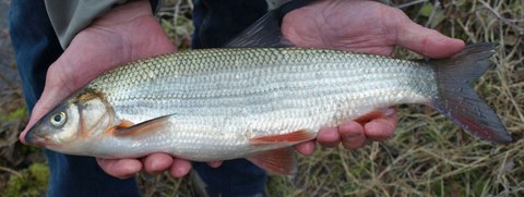 Foto Nase Lorze 2010