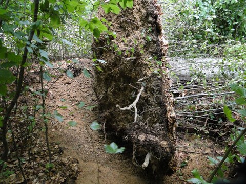 Gewittersturm vom 6. August