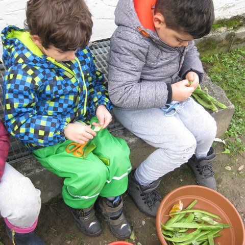 Bohnen heraussuchen.JPG