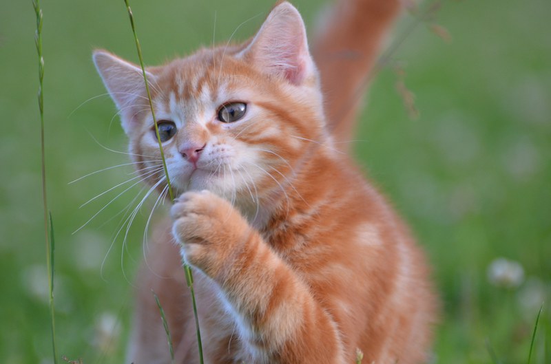 Bild eines Kätzchens