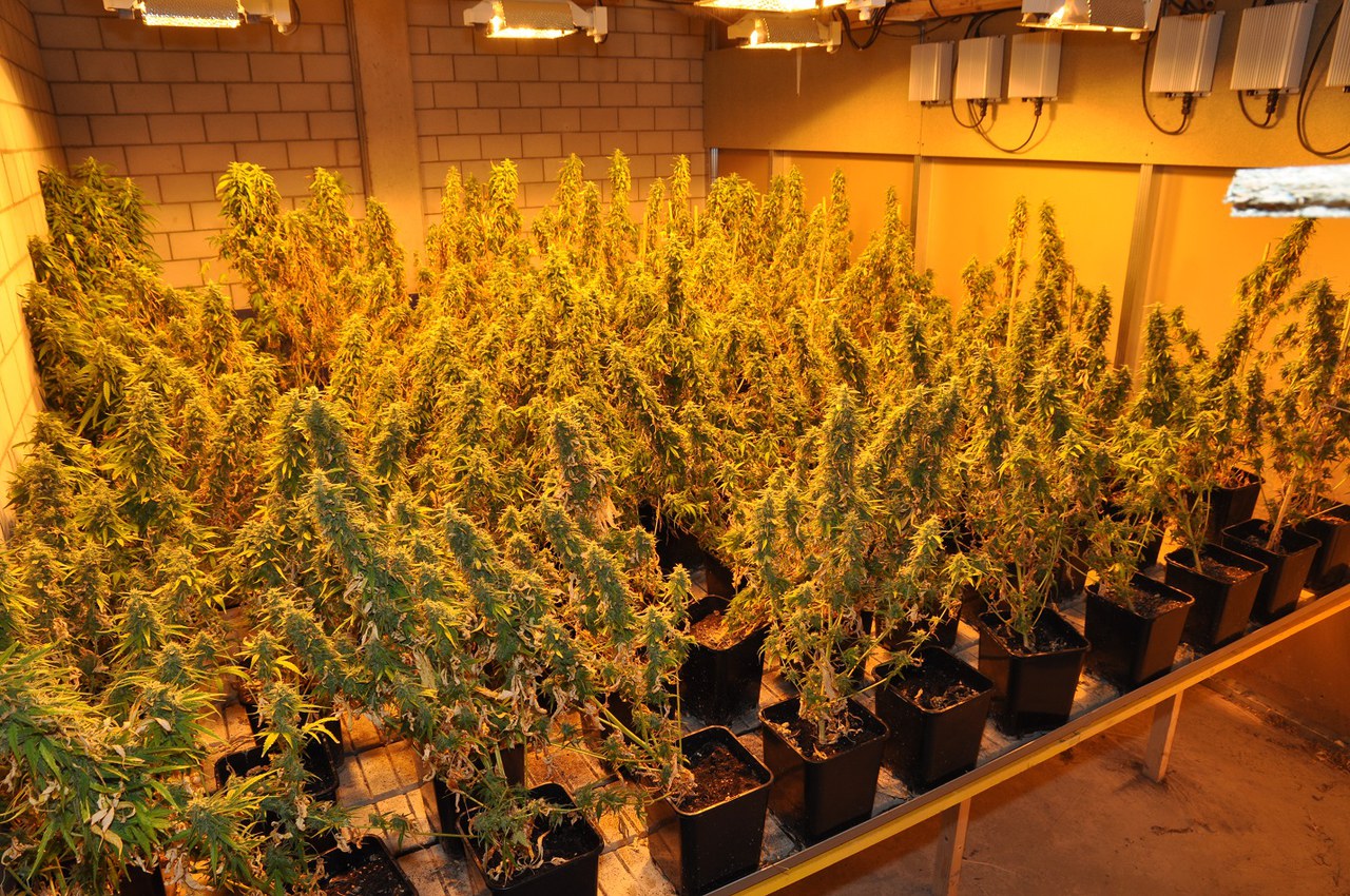 Professionell ausgestattete Indoor-Hanfanlage