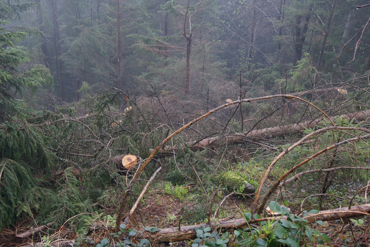 Holzschlag Gottschalkenberg