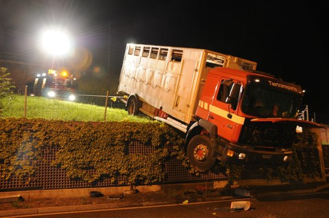 131 / Zug: Tiertransporter macht sich selbstständig