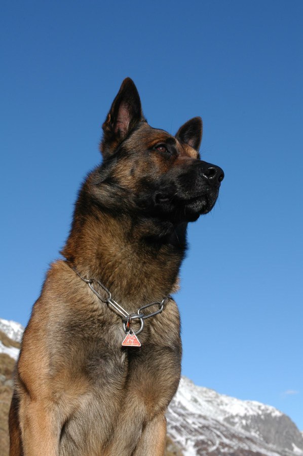 Polizeihund Pandor
