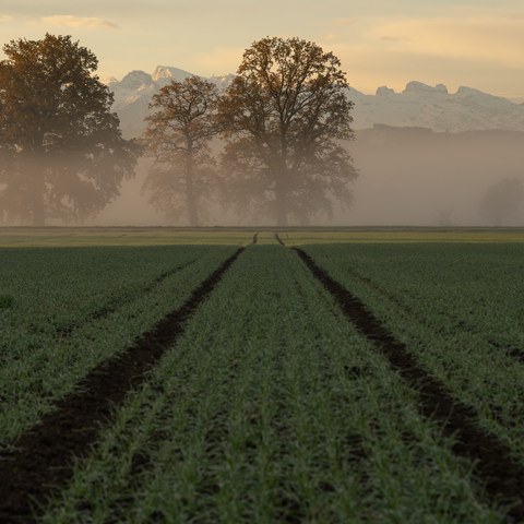 Getreidefeld im herbstlichen Morgennebel ©