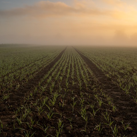 Getreidefeld im herbstlichen Morgennebel ©