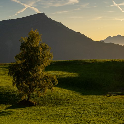 Landschaftsprägender Einzelbaum ©