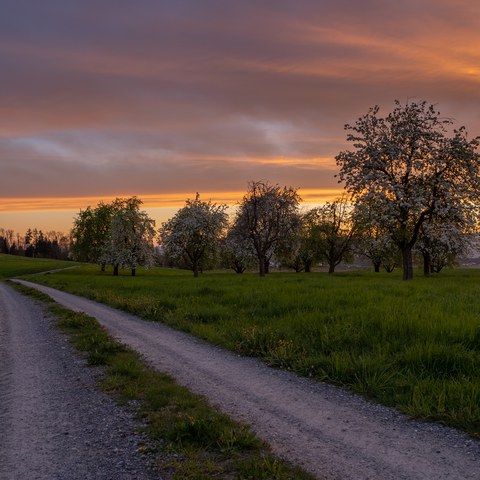 Obstgarten und naturnaher Bewirtschaftungsweg ©