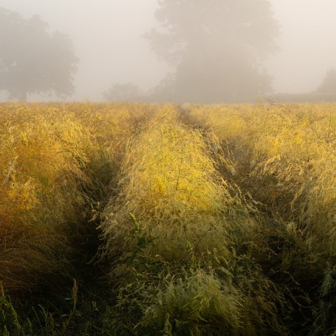 Spargelfeld im Spätsommer ©