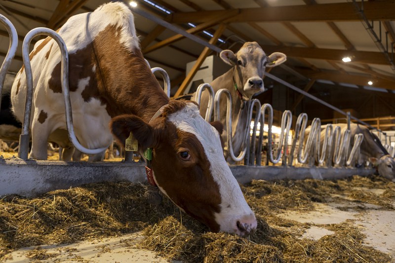 Artgerechte Tierhaltung als Teil des ÖLN ©
