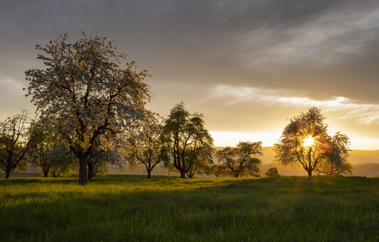 Hochstammobstgarten: ein zentrales Vernetzungselement ©