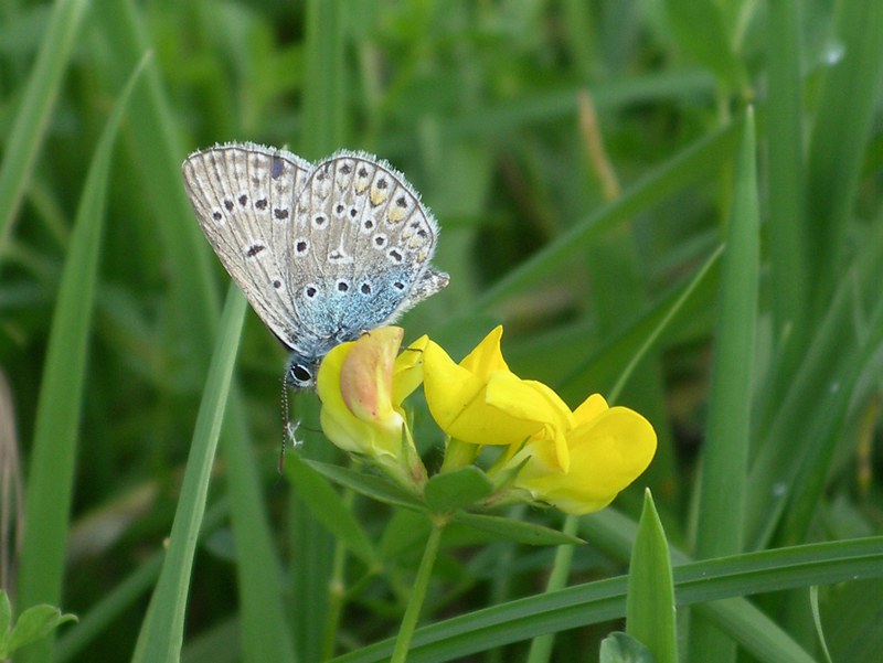 Bläuling am Hornklee
