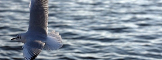 Seagull flying above the lake of Zug